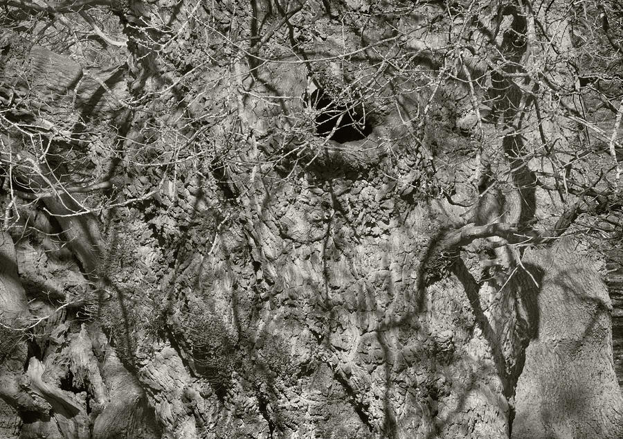 Oak trunk Photograph by Jerry Daniel