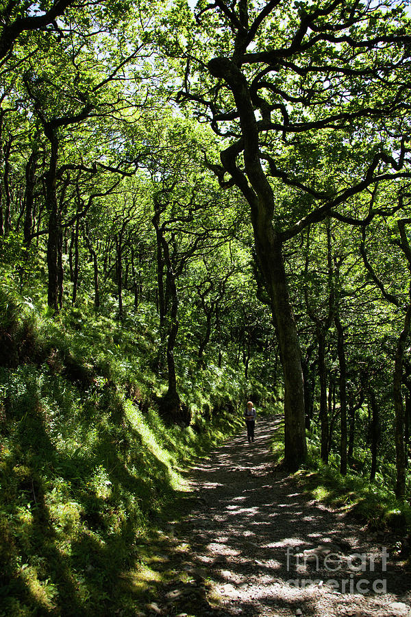 Summer Photograph - Oak Woodland by Dr Keith Wheeler/science Photo Library