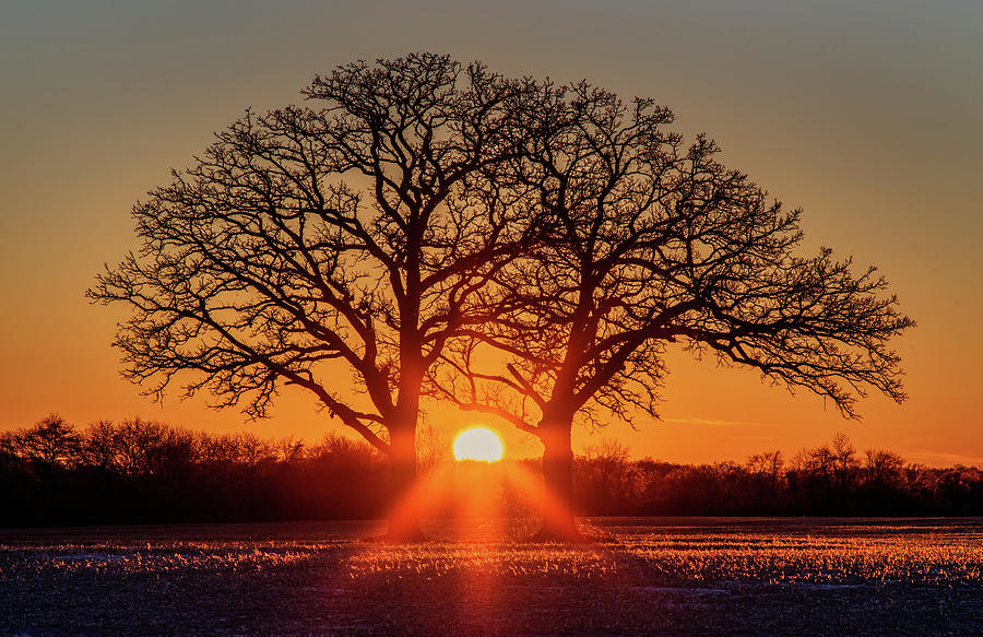 OakHenge #1 - ice coated twin oaks and stubble field backlit by sunset Photograph by Peter Herman