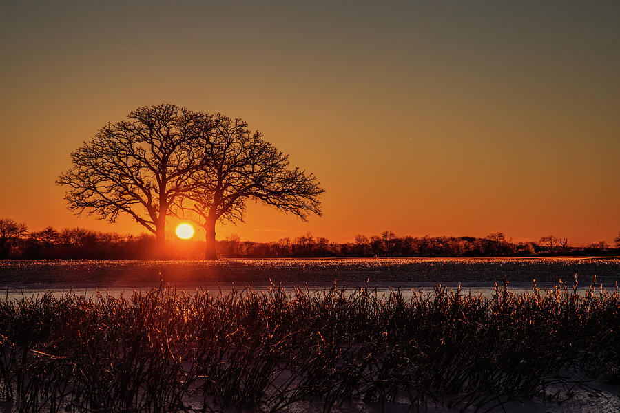 OakHenge #2 - ice-covered twin oaks and pond backlit at sunset Photograph by Peter Herman