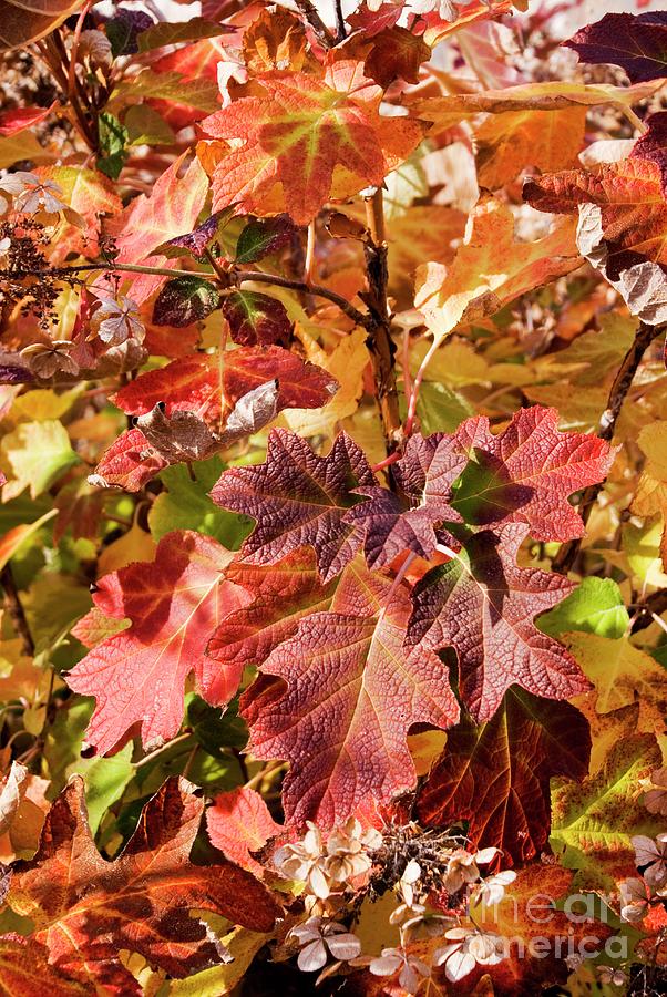 Oakleaf Hydrangea In Autumn Photograph by Mark Williamson/science Photo Library