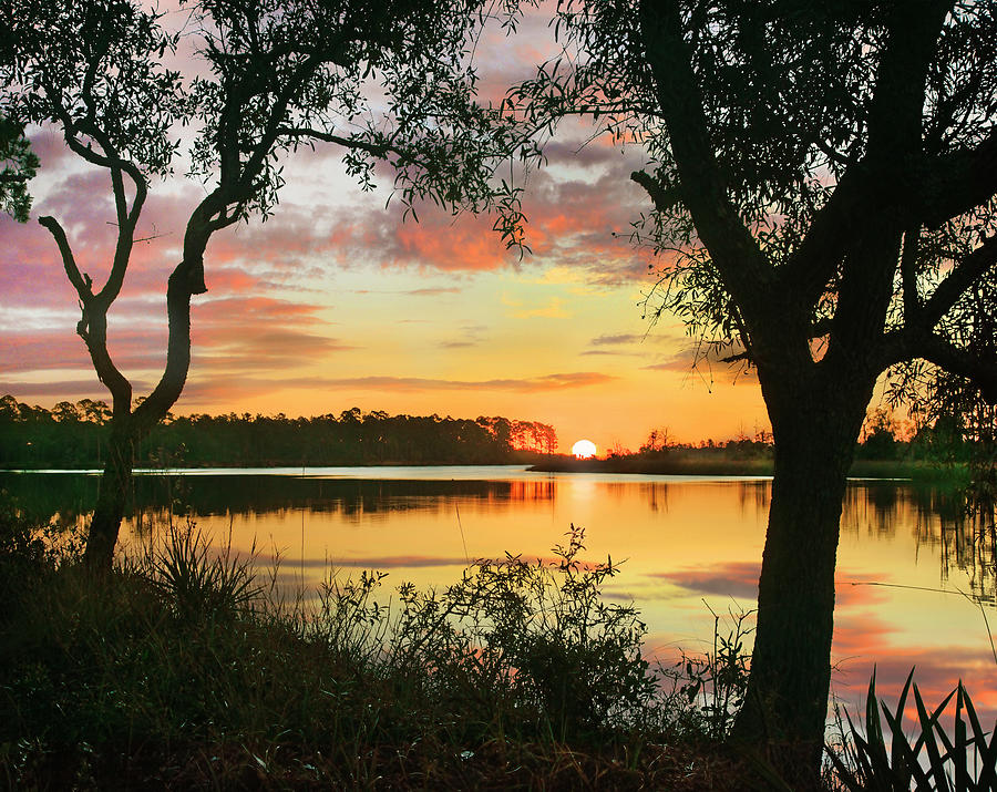 Oaks At Sunrise, Ochlockonee River, Ochlockonee River State Park, Florida Photograph by Tim Fitzharris