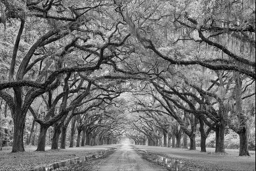 Tree Photograph - Oaks Avenue 1 Bw by Moises Levy