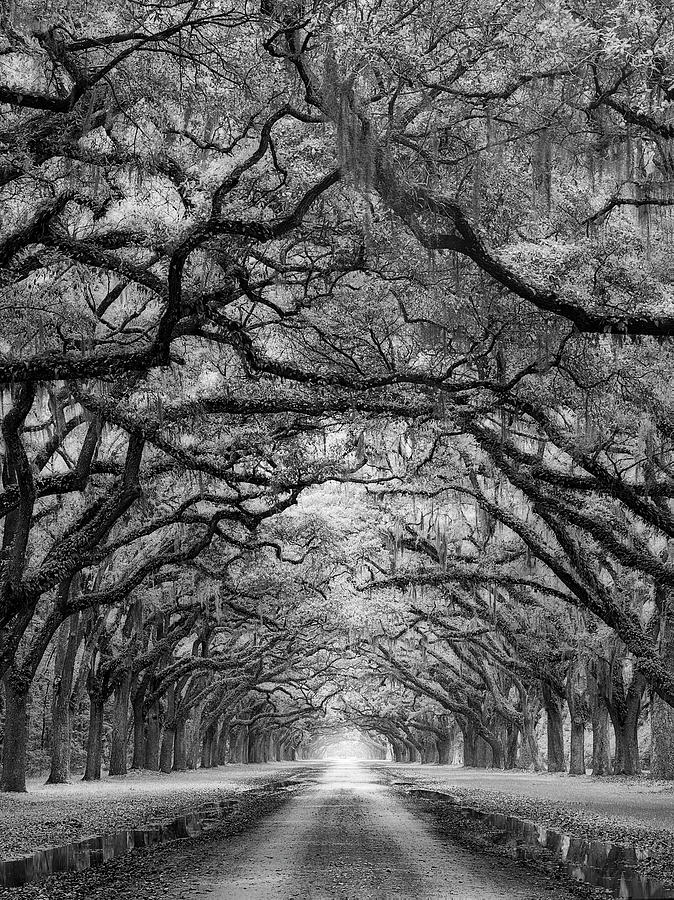 Tree Photograph - Oaks Avenue 2 Bw by Moises Levy