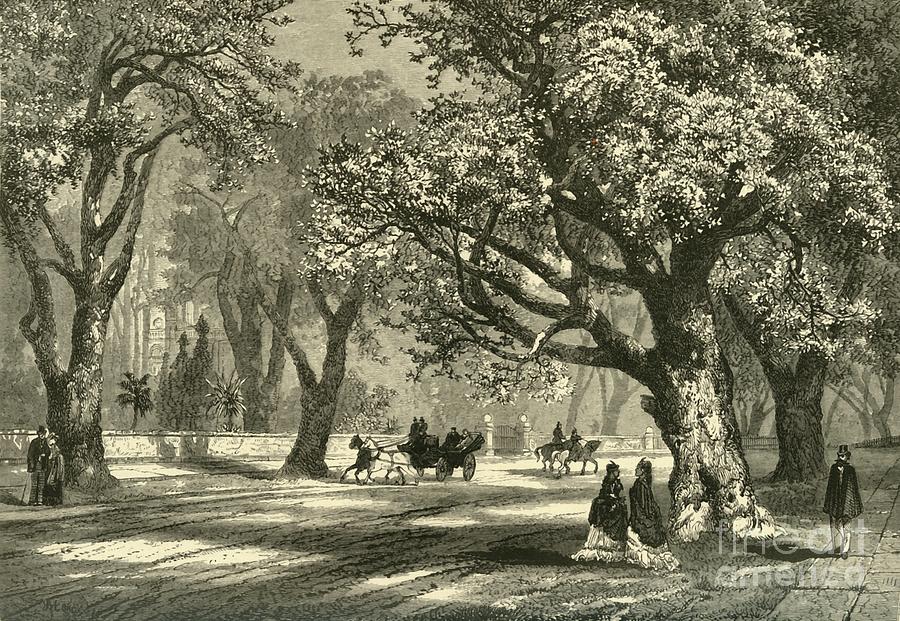 Oaks Of Oakland Drawing by Print Collector