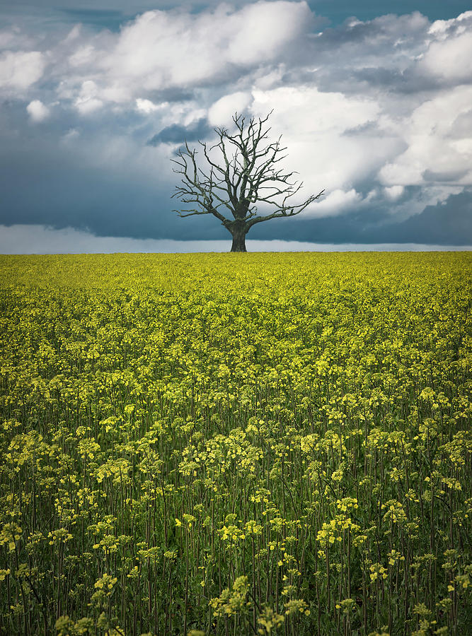 Oaktree On Canolafield Photograph by Christian Lindsten