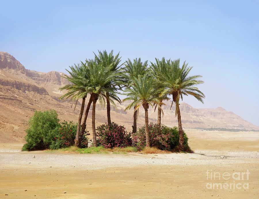 Oasis In The Desert Photograph by Science Photo Library