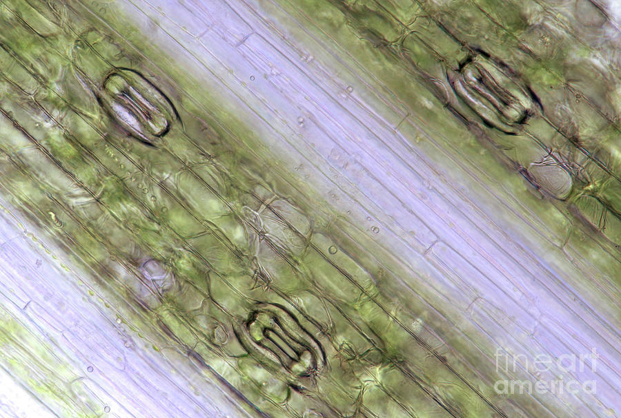 Oat Stomata Photograph by Marek Mis/science Photo Library