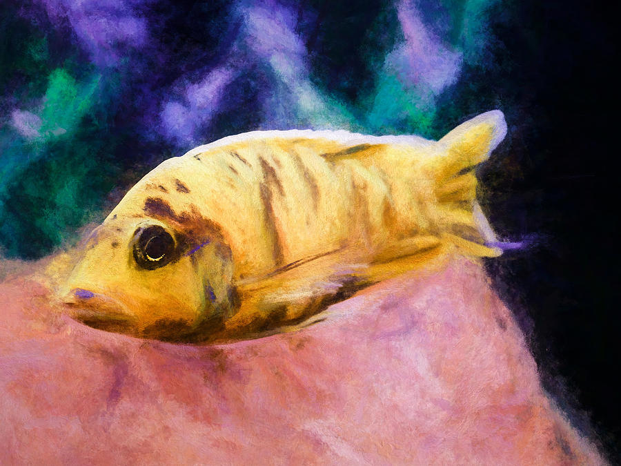 OB Peacock Cichlid Smudge Digital Art by Don Northup - Fine Art America