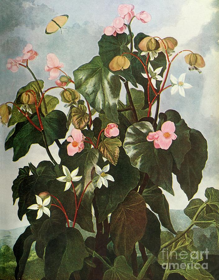 Oblique-leaved Begonia Drawing by Print Collector