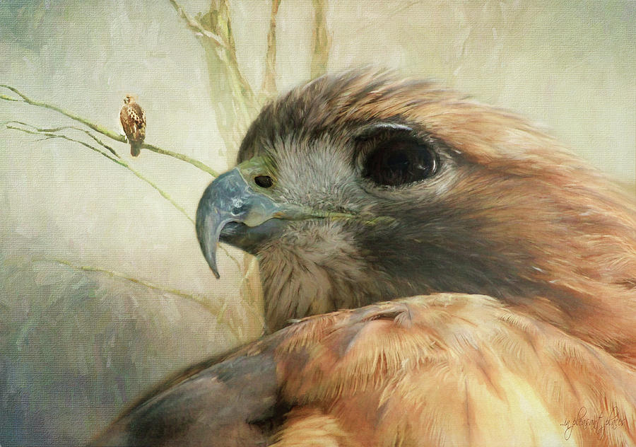 Observant Hawk Digital Art by Joanna Kovalcsik