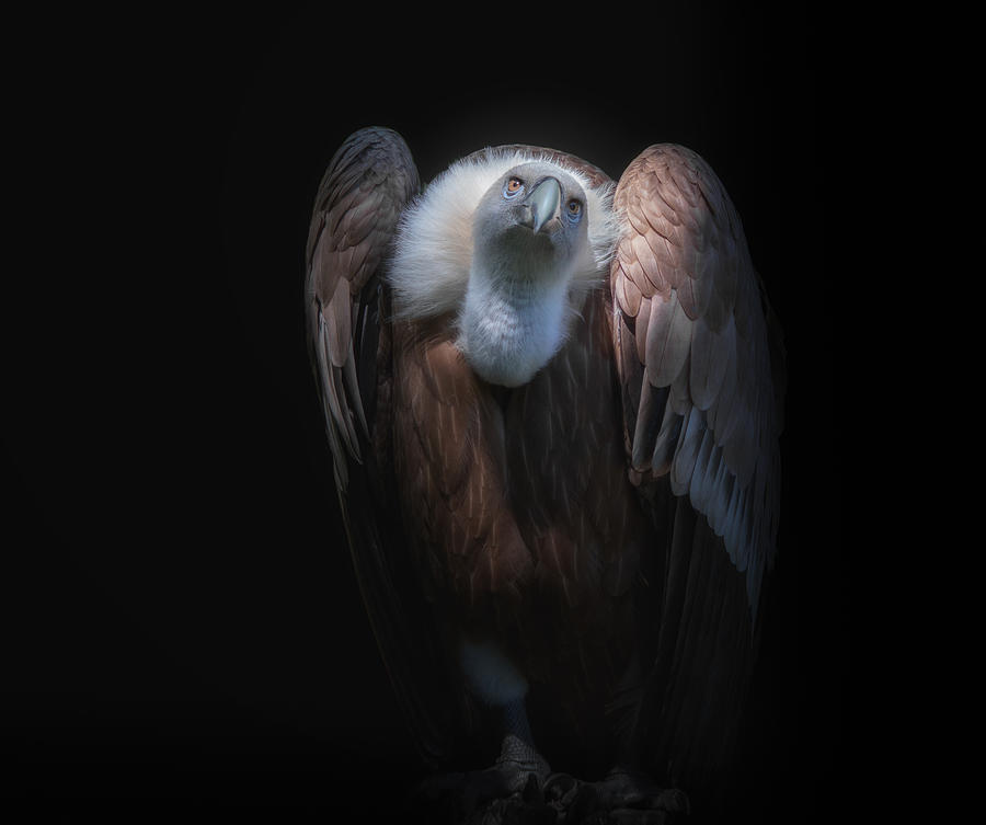Vulture Photograph - Observant by Kamera