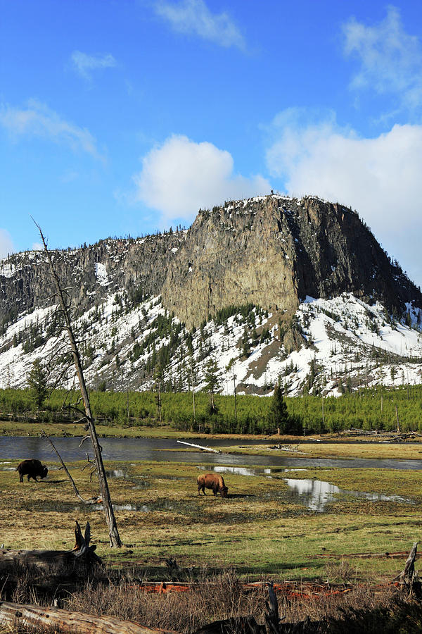 Obsidian Cliff In Yellowstone Photograph by Orchidpoet