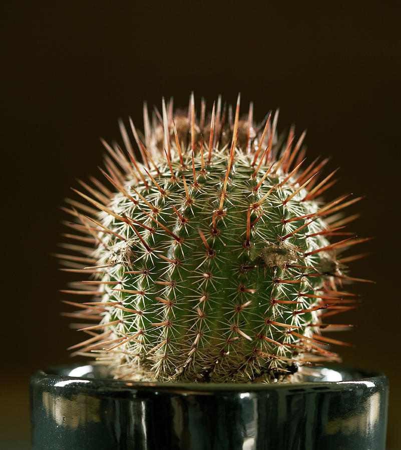 Ocactus Roseiflorus, Close-up Photograph by Siri Stafford