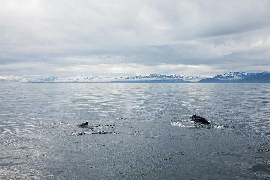 Ocean And Dolphins In Alaska by Ben Miller