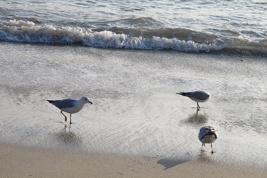 Ocean Birds Photograph by Laura Smith