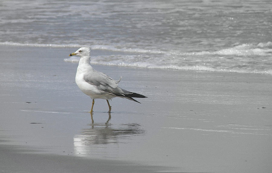 Seagull Photograph - Ocean Breeze Walk by JAMART Photography