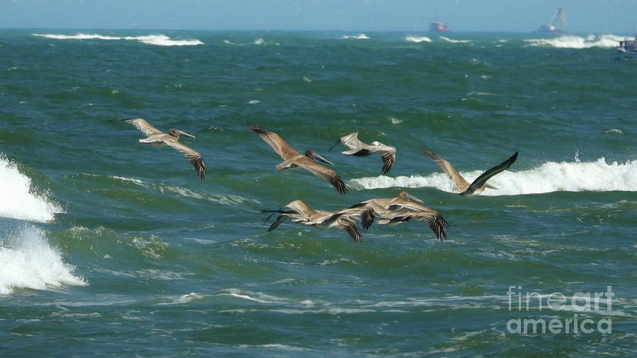 Ocean Flyers Photograph by Scott Cameron