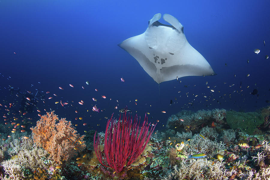 Nature Photograph - Ocean Manta Ray On The Reef by Barathieu Gabriel