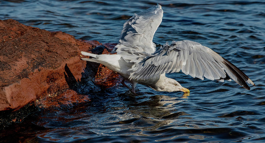 Thirsty Herring Gull  Photograph by Marcy Wielfaert