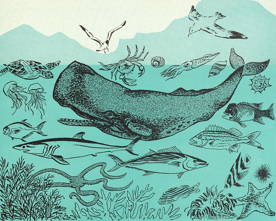 Fish Drawing - Ocean Sealife by CSA Images
