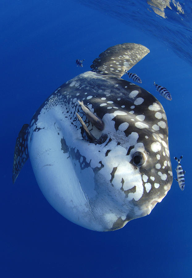 Ocean Sunfish And Pilot Fish, Tenerife, Canary Islands Photograph by ...