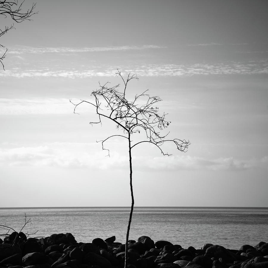 Ocean tree.  Photograph by Guido Montanes Castillo