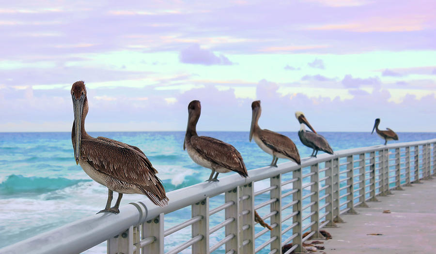 Pelican Photograph - Ocean Watching by Iryna Goodall