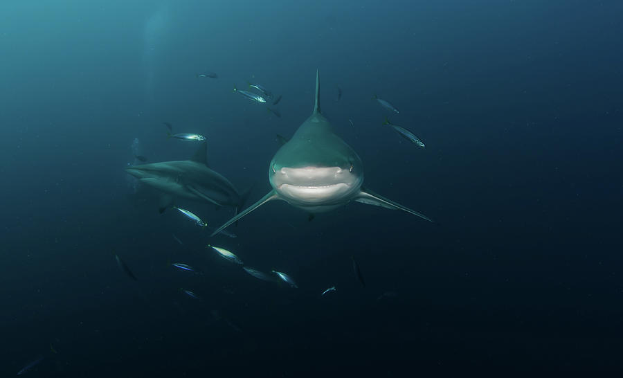 Oceanic Black-tip Sharks, South Africa Photograph by Joost Van Uffelen