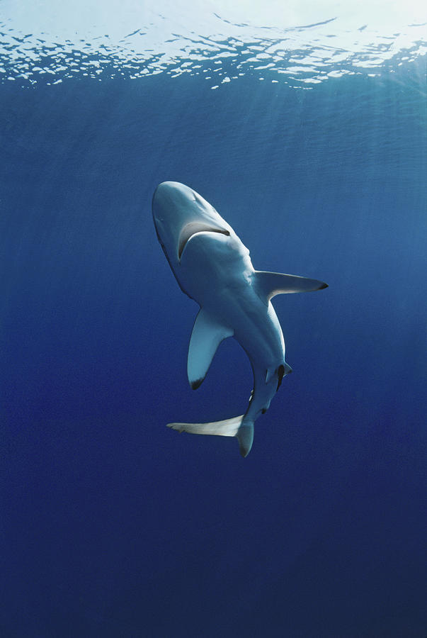 Oceanic Blacktip Shark Photograph by Jeff Rotman Oceanic Blacktip Shark Photograph by Jeff Rotman