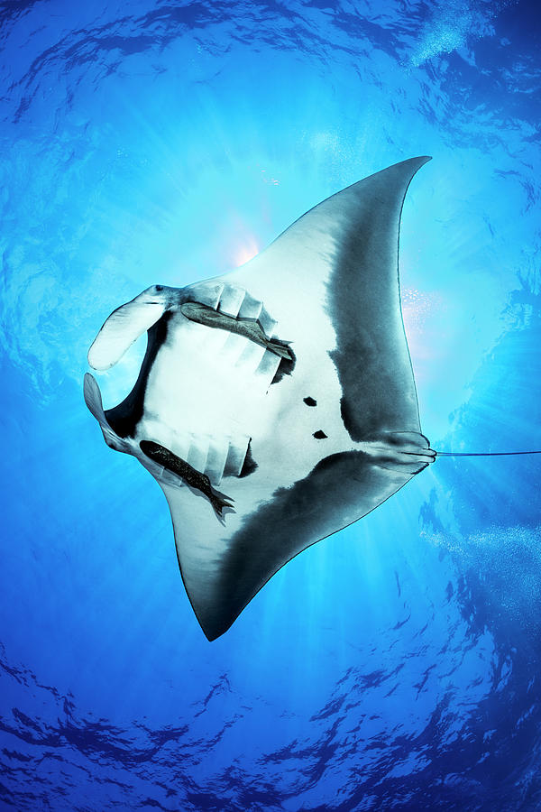 Oceanic Manta Ray Male, Caught In Sunlight Swimming Close Photograph by Alex Mustard / Naturepl.com Oceanic Manta Ray Male, Caught In Sunlight Swimming Close Photograph by Alex Mustard / Naturepl.com