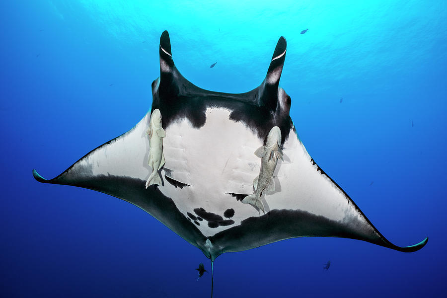 Oceanic Manta Ray With Fins Curled As Classic Devil Ray Horns ...