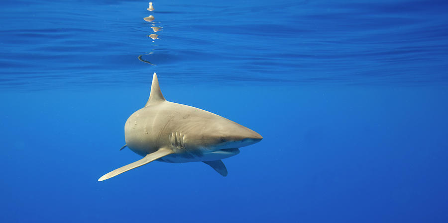 Oceanic Whitetip Shark, Hawaii Photograph by Paul Souders