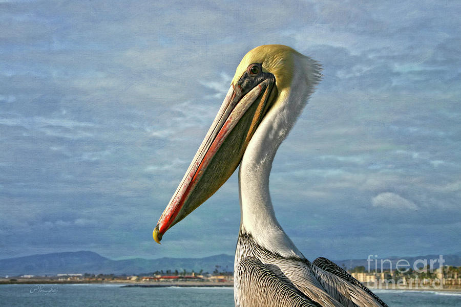Oceanside - Brown Pelican Photograph by Gabriele Pomykaj