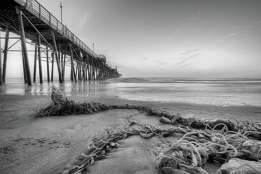 Oceanside California Pier and Kelp Black and White Photograph by JC Findley