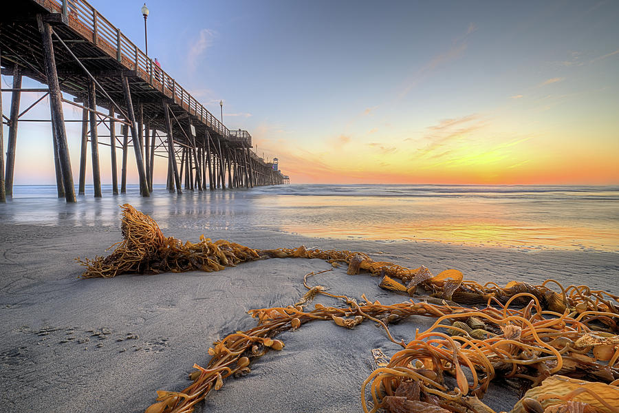Oceanside Pier and Kelp Photograph by JC Findley