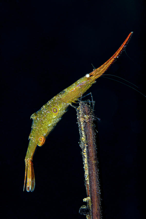 Ocellated Tozeuma Shrimp Tozeuma Photograph by Bruce Shafer