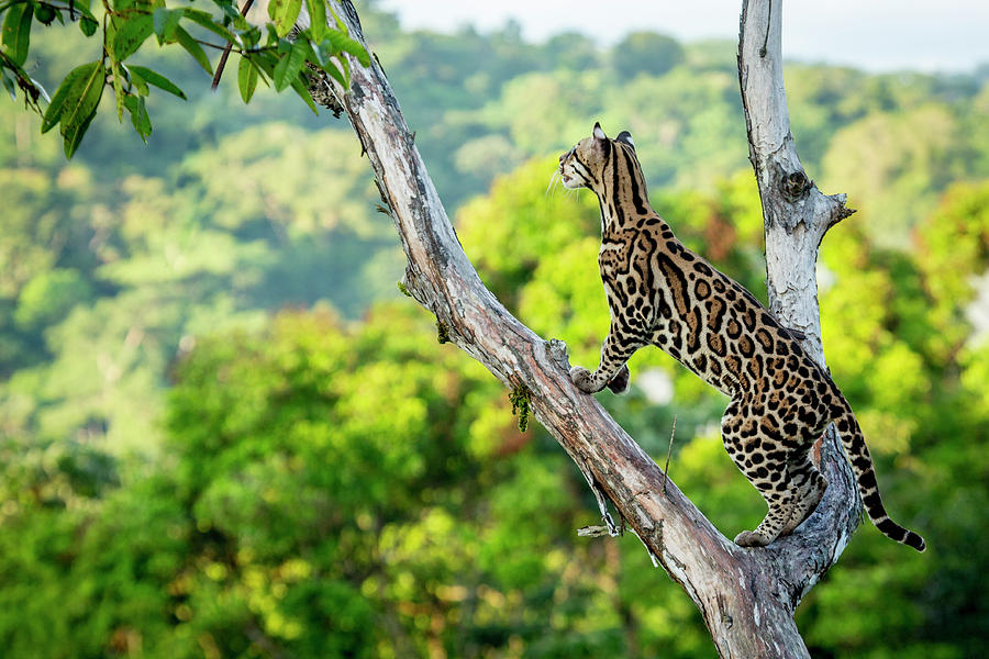 Ocelot High Up In Tree, Costa Rica, Central America, 2016. Photograph by Paul Williams / Naturepl.com Ocelot High Up In Tree, Costa Rica, Central America, 2016. Photograph by Paul Williams / Naturepl.com