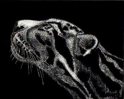 Ocelot Drawing by Pam Clark-Cashin | Fine Art America