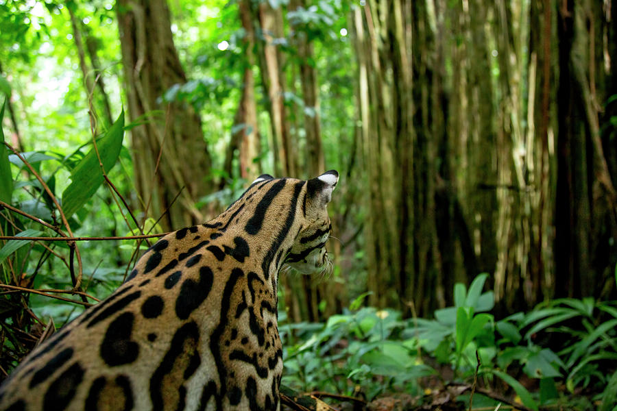 Ocelot Sitting On Forest Floor, Costa Rica, Central Photograph by Paul Williams / Naturepl.com Ocelot Sitting On Forest Floor, Costa Rica, Central Photograph by Paul Williams / Naturepl.com