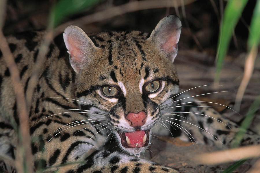 Ocelot Snarling Felis Pardalis Photograph by Nhpa