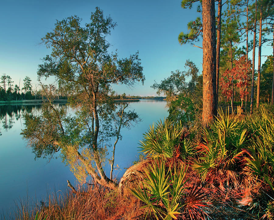 Ochlockonee River State Park, Florida Photograph by Tim Fitzharris