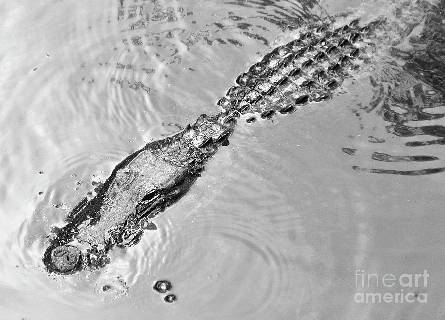 Ochopee Gator Photograph by Ron Long
