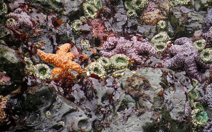 Ochre Sea Star Or Starfish Photograph by Linda Vanoudenhaegen