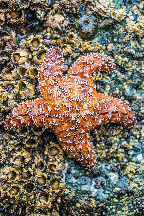 Ochre Sea Star, Starfish Photograph by Jordan Hill