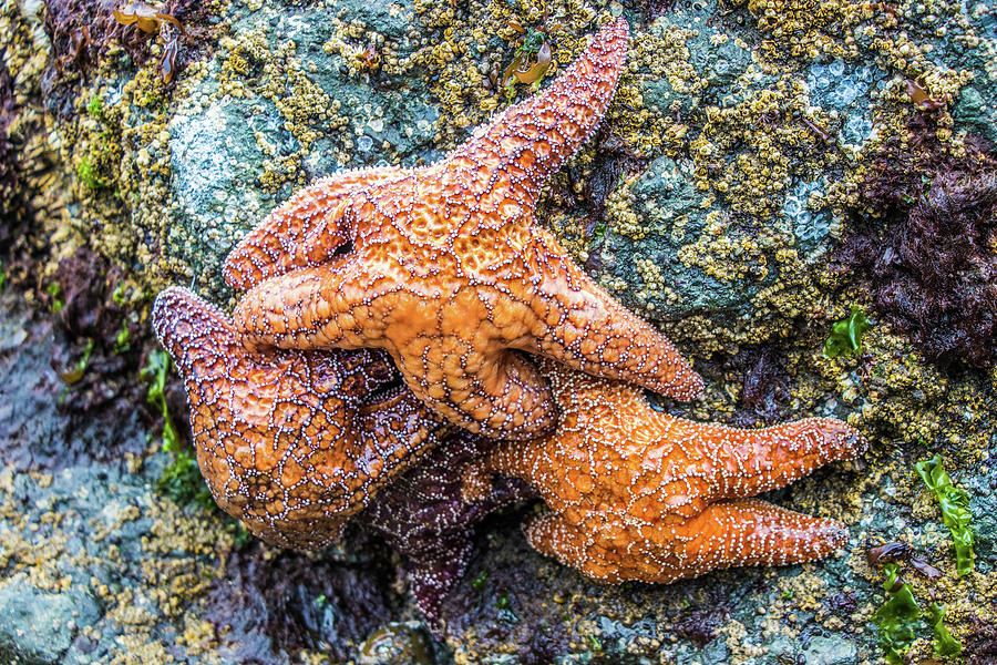 Ochre Sea Star, Starfish Pileup Photograph