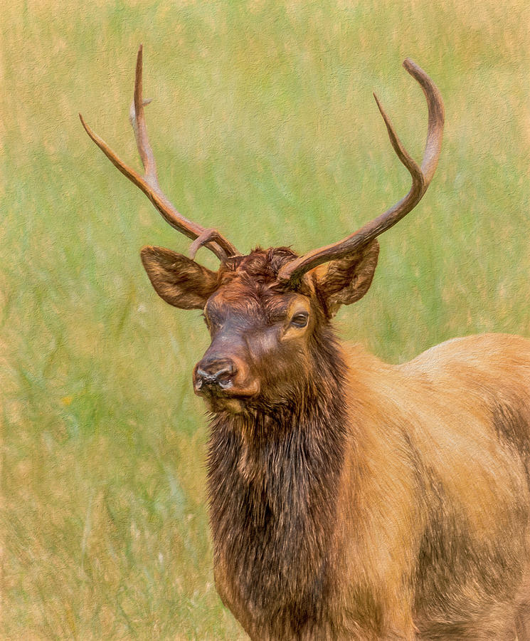 Oconaluftee Elk Portrait, Painterly Photograph by Marcy Wielfaert