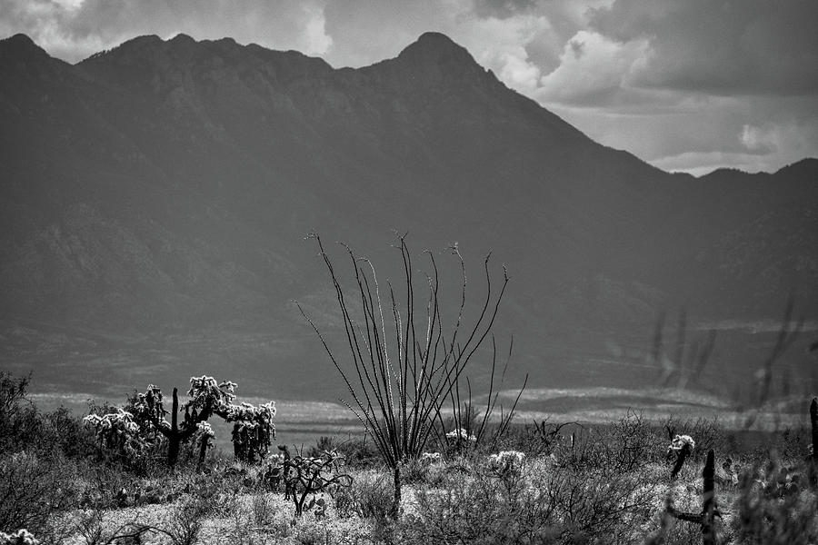 Ocotillo and Mount Wrightson Black and White  Photograph by Chance Kafka