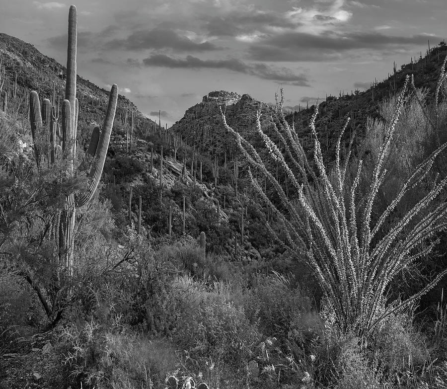 Ocotillo And Saguaro Cacti, Arizona Photograph by Tim Fitzharris