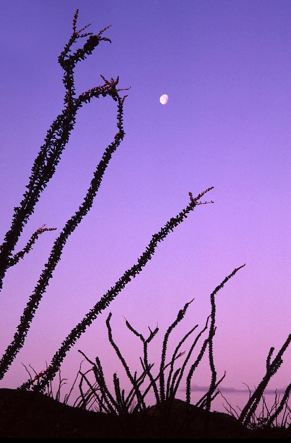 Dawn Photograph - Ocotillo And The Moon by Ellen&richard Thane Dawn Photograph - Ocotillo And The Moon by Ellen&richard Thane